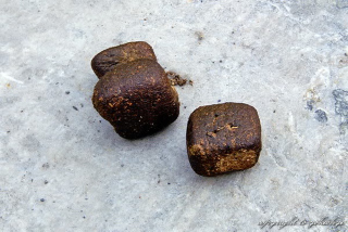 Illustration for article titled Wombat poop is cube-shaped